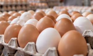 Ovos (Foto: Divulgação)